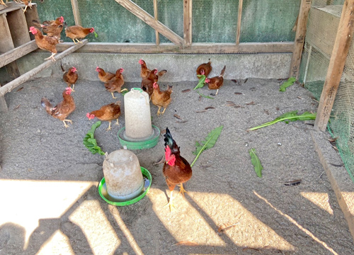 放し飼いの様子